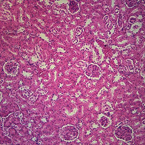 Basic Histology Slide Set